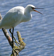 Image of Little Egret