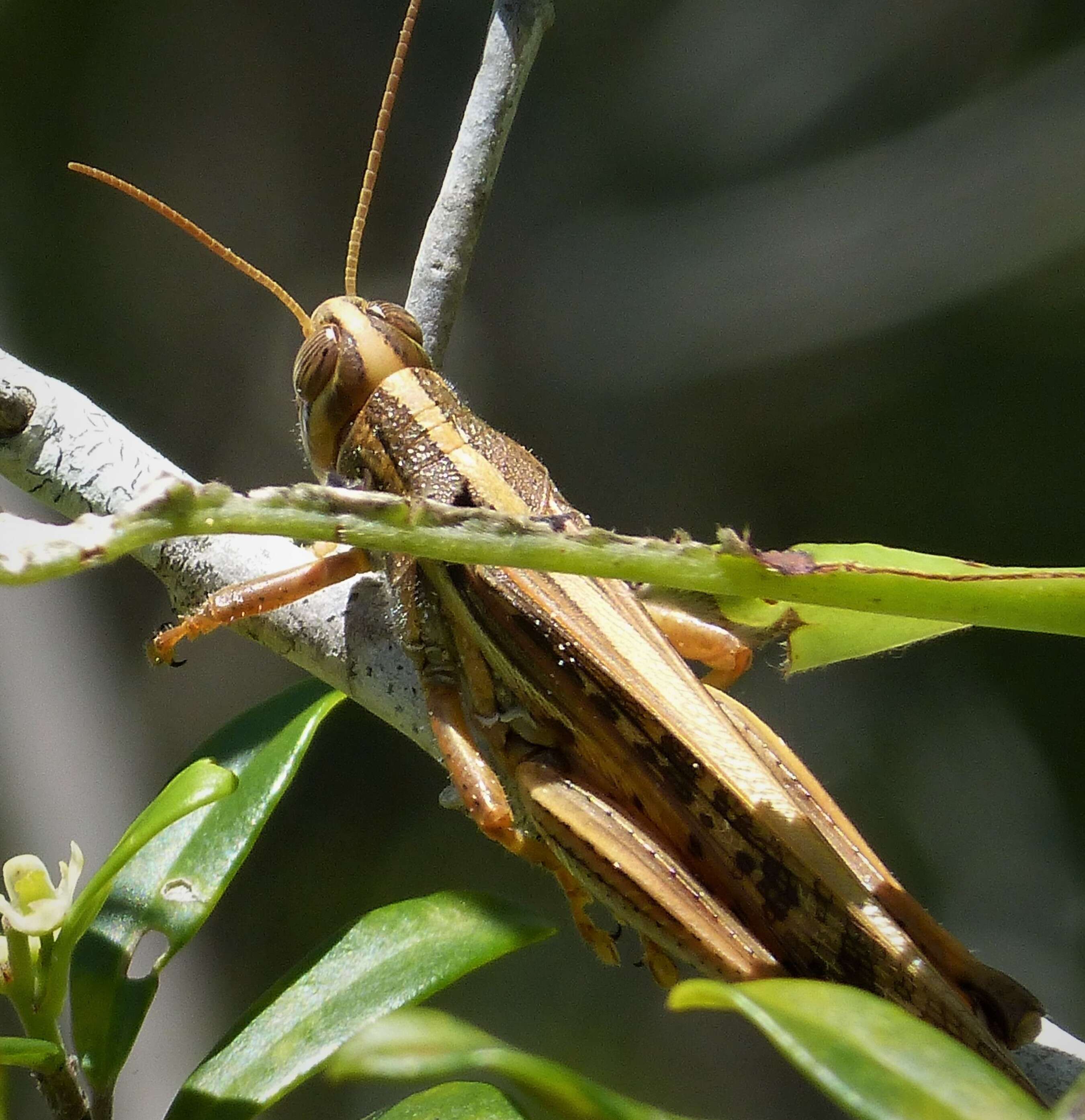 Image of Bird Grasshoppers