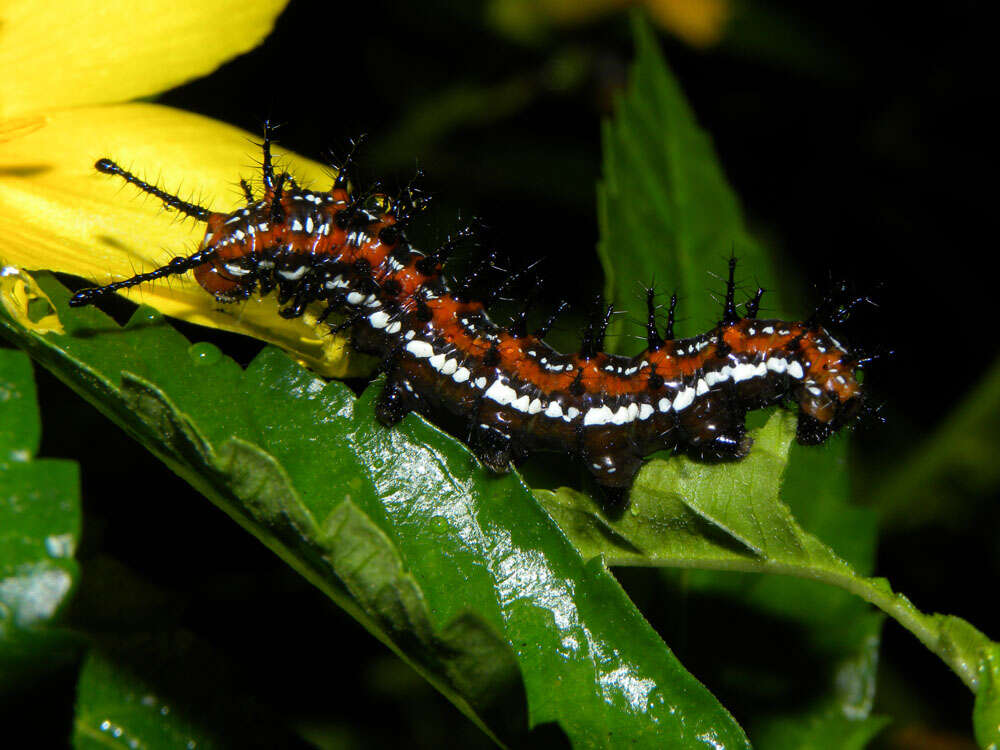 Image of Mexican Fritillary