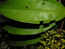 Plancia ëd Miconia longifolia (Aubl.) DC.