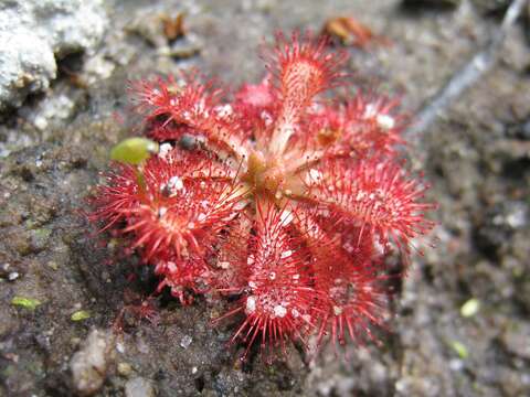 Image of spoonleaf sundew