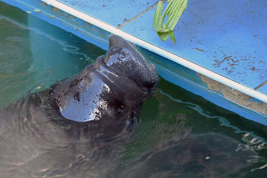 Image of Amazon Manatee