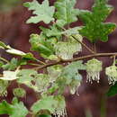 Sivun Chorilaena quercifolia Endl. kuva