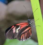 Image of Heliconius melpomene Linnaeus 1758