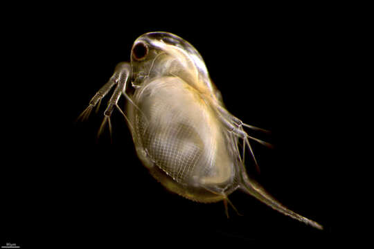 Image of Daphnia