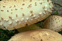 Image of Pholiota