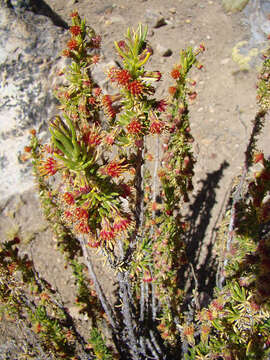 Image of Senecio larahuinensis Beltrán & Galán de Mera