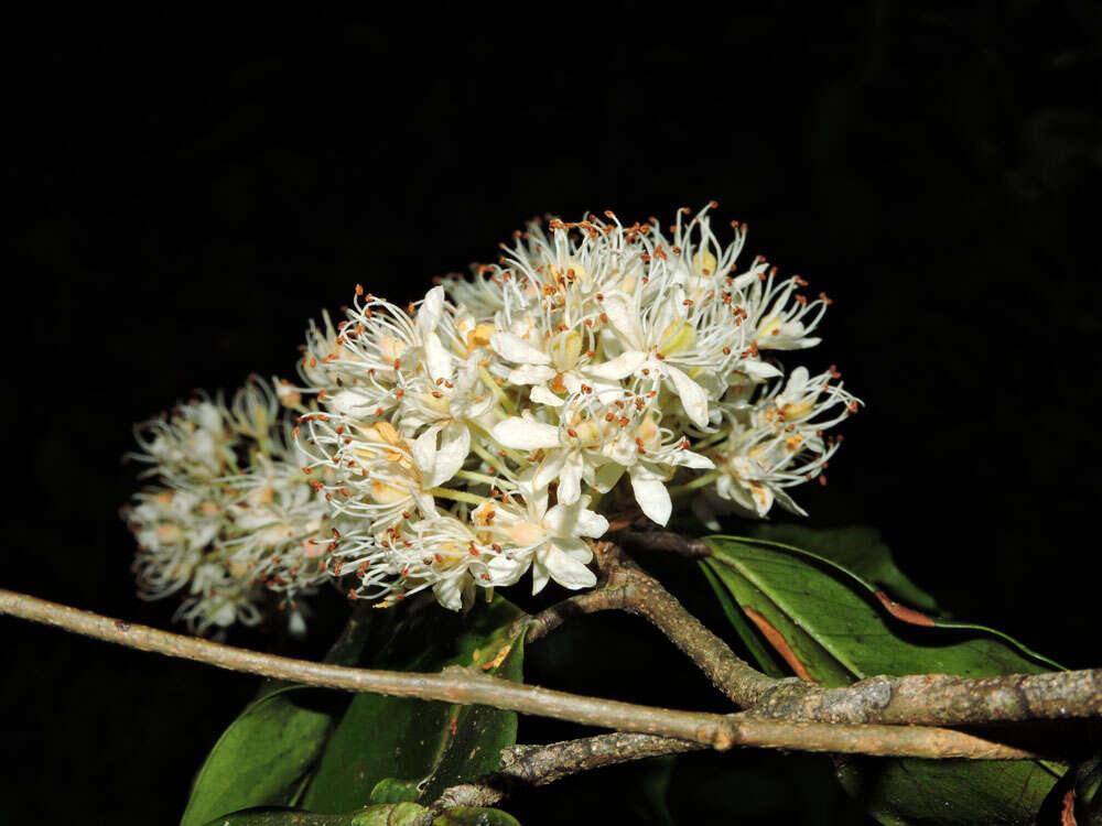 Image of Cynometra retusa Britton & Rose