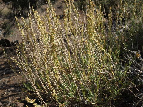 Image of black sagebrush