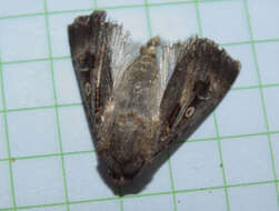 Image of Agrotis