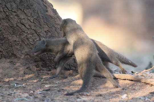 Image of Dwarf mongooses