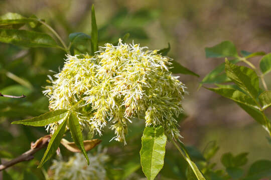 Image of Manna Ash