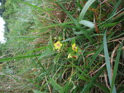 Image of whorled yellow loosestrife