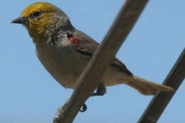 Image of Auriparus Baird & SF 1864