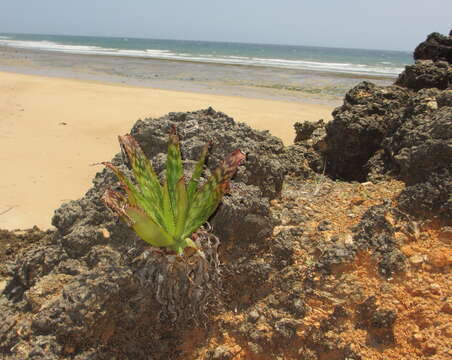 Image of Aloe menyharthii Baker