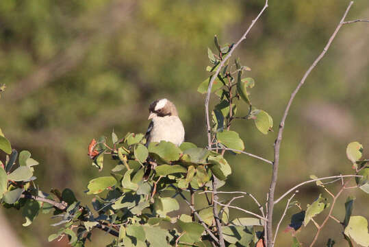 Image of sparrow-weaver