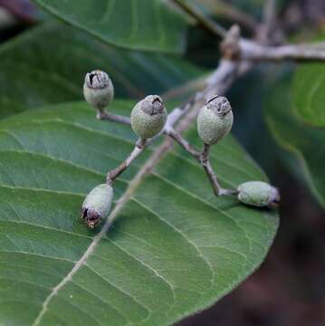 Image of Pimenta pseudocaryophyllus (Gomes) L. R. Landrum