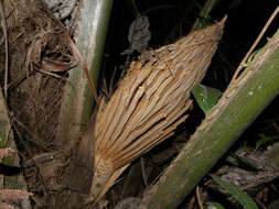 Image of oil palm