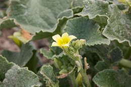 Image of squirting cucumber