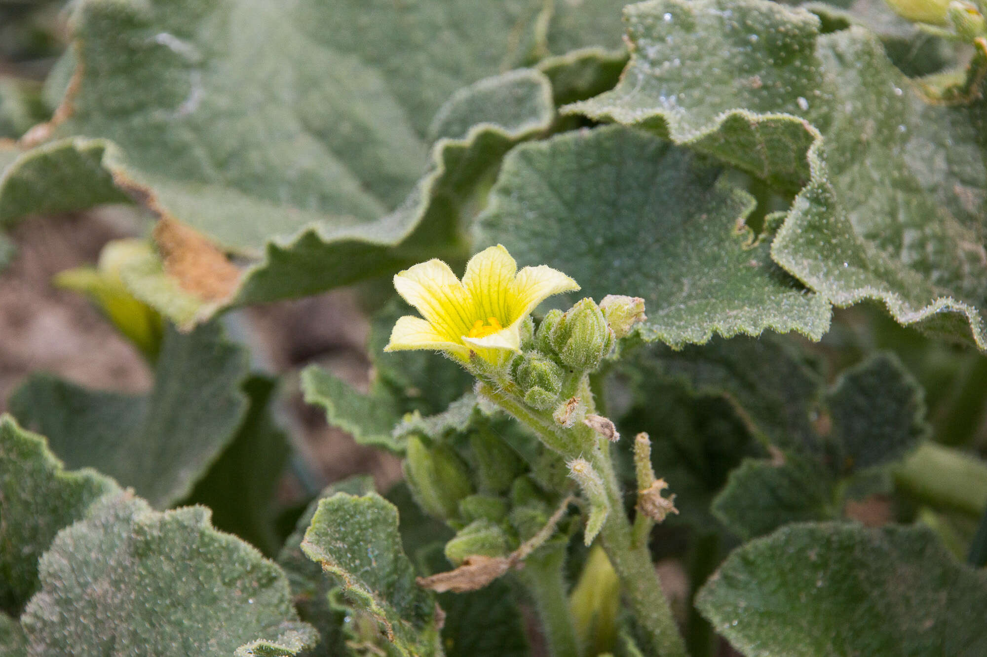 Image of squirting cucumber