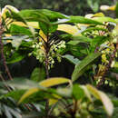 Image of Elaeocarpus kontumensis Gagnep.