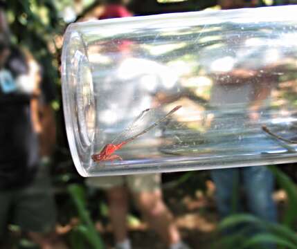 Image of Orangeblack Hawaiian Damselfly