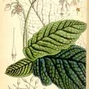 Image of Conandron ramondioidis