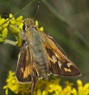 Plancia ëd Atalopedes campestris Boisduval 1852