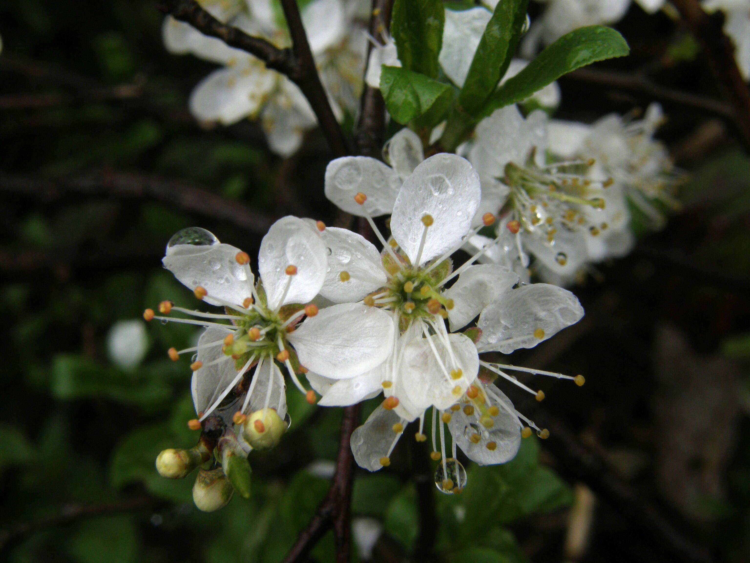 Image of Blackthorn