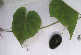 Image of Guadeloupe cucumber