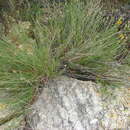 Sivun Adenophyllum porophylloides (A. Gray) J. L. Strother kuva