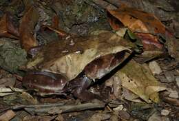 Image of South Asian frogs