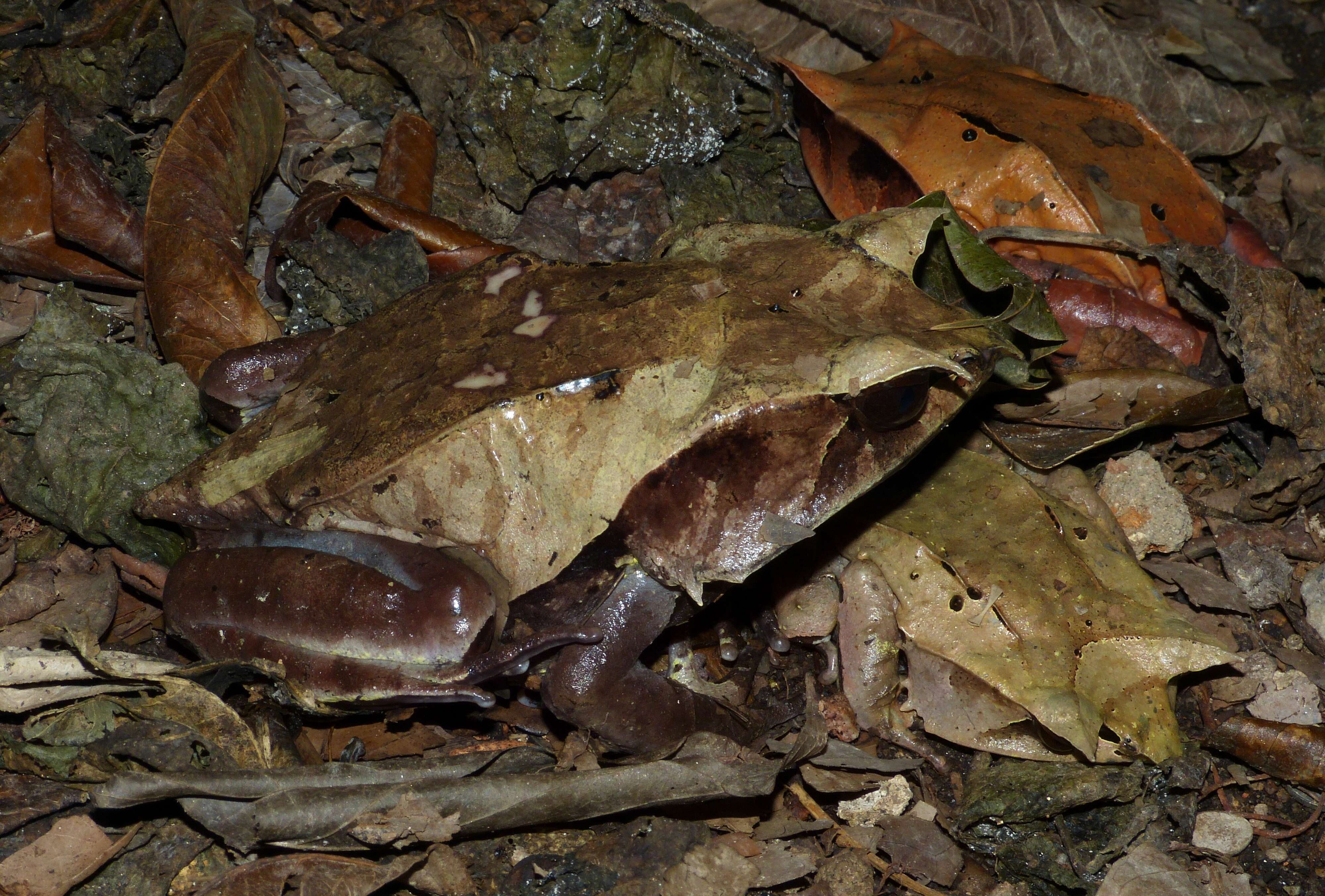 Image de Megophrys nasuta (Schlegel 1858)