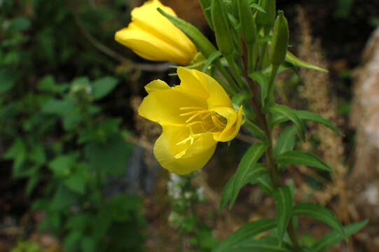 Image of Hooker's evening primrose