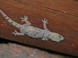 Image of Elba Gecko