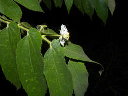 Image of Muntingiaceae