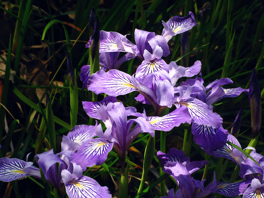 صورة Iris douglasiana Herb.