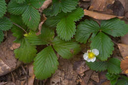 Image of strawberry