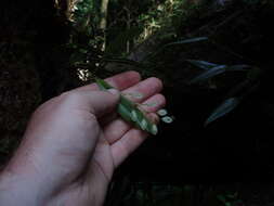 Image of Leach orchids