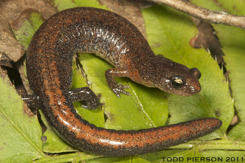 Image of Woodland salamander