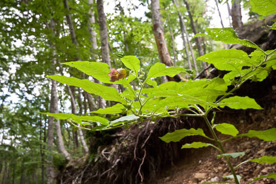 Image of Deadly Nightshade