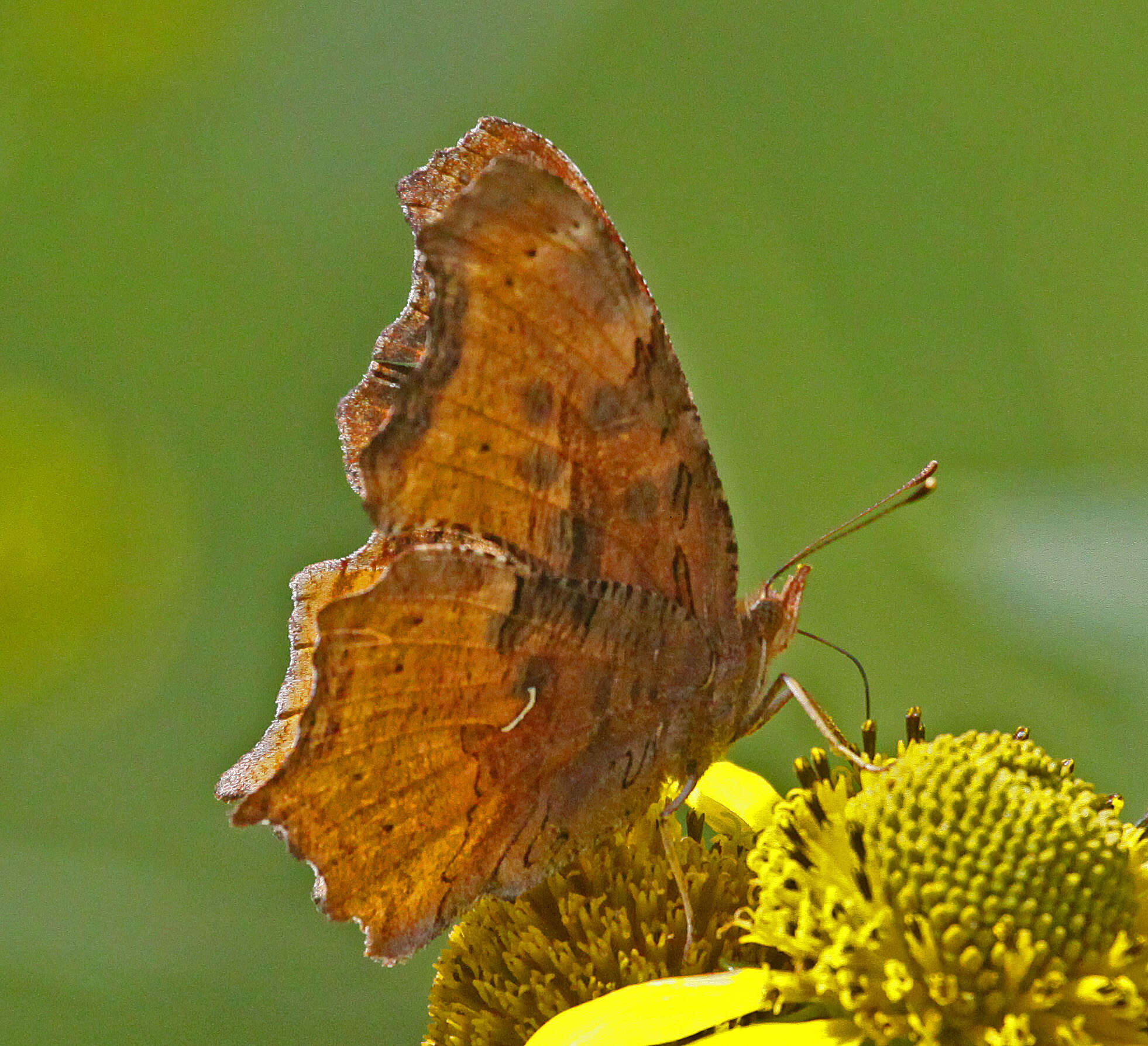 Слика од Polygonia satyrus Edwards