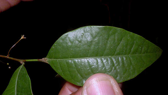 Image de Phyllanthus gradyi M. J. Silva & M. F. Sales