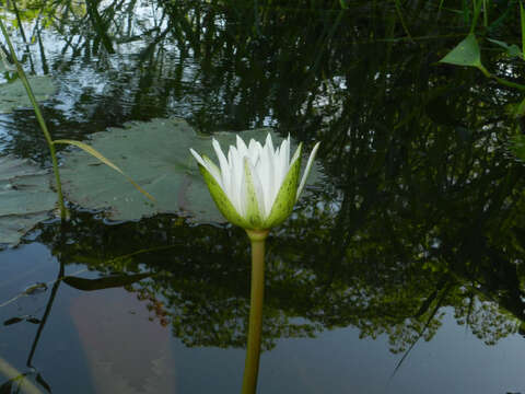 Image of waterlily