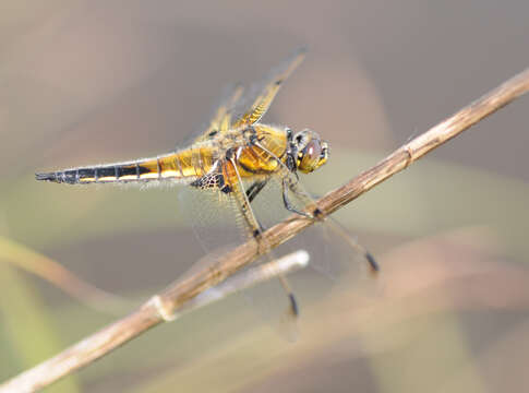 Image of Four-spotted Chaser