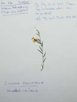 Image of broomleaf toadflax