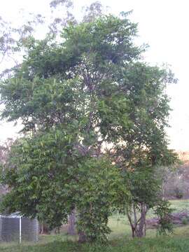 Image of Indian Mahogany