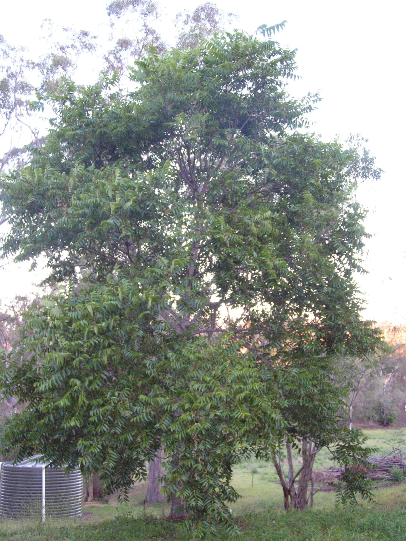 Image of redcedar