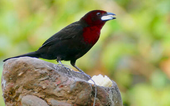 Image of Silver-beaked Tanager