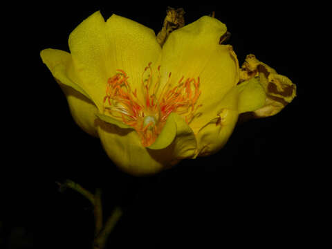 Imagem de Cochlospermum vitifolium (Willd.) Spreng.